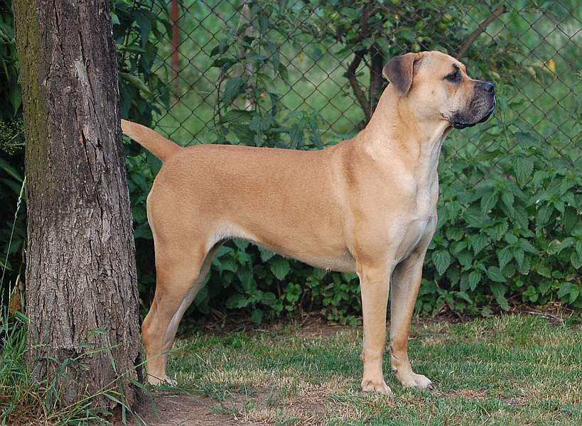 Afrodite Bohemian Orbita