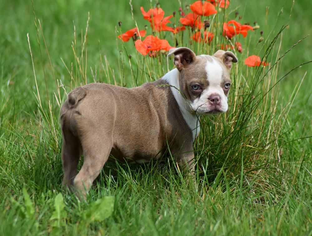 Boston terrier - Ballotada Potomne