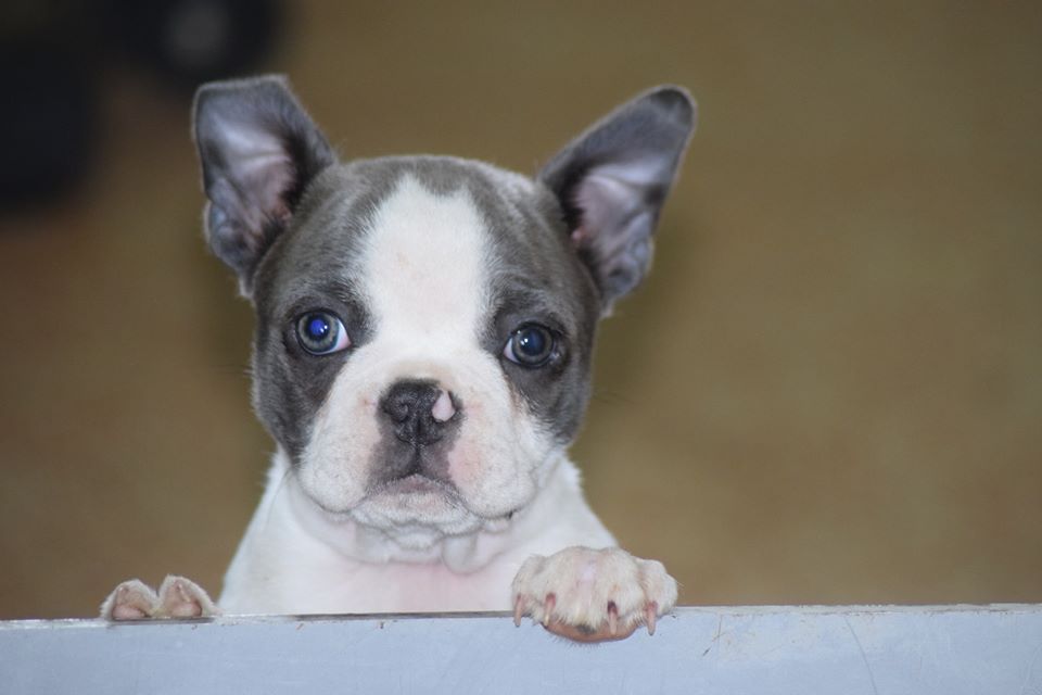 Boston terrier - Carmen