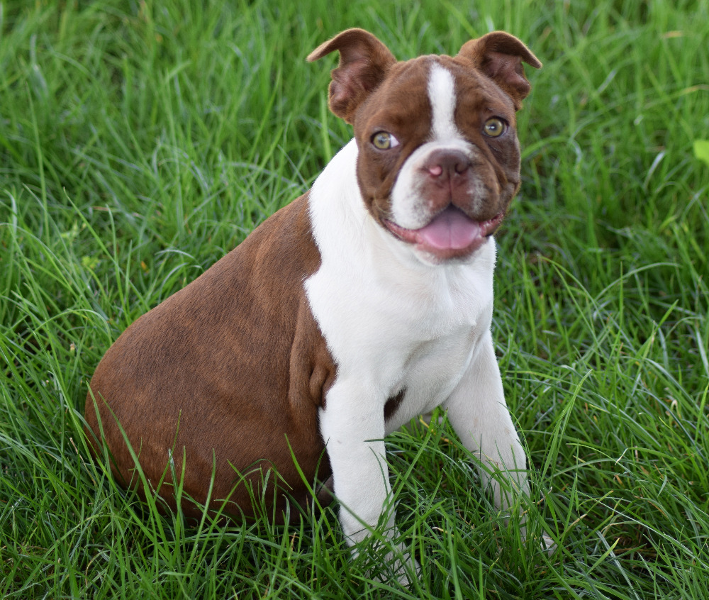 Boston terrier - Sisi