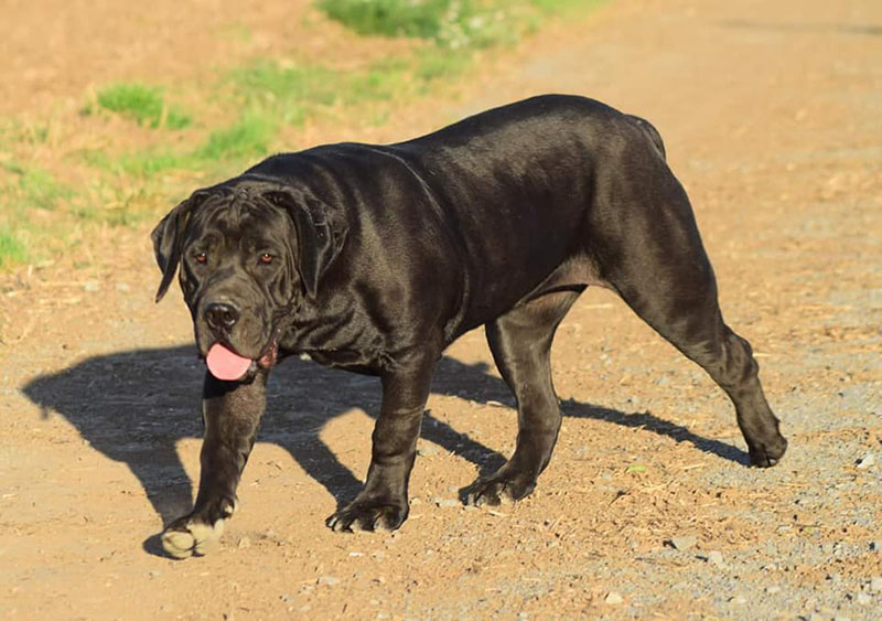 Kings Boerboel Negra